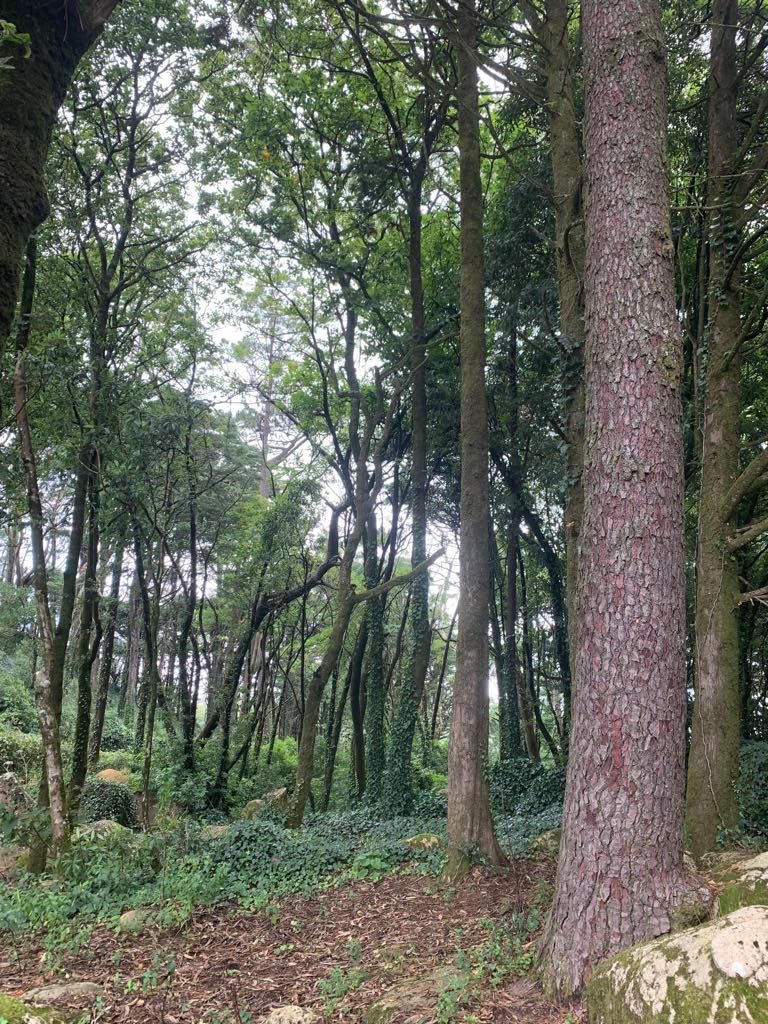 sintra forest mountain